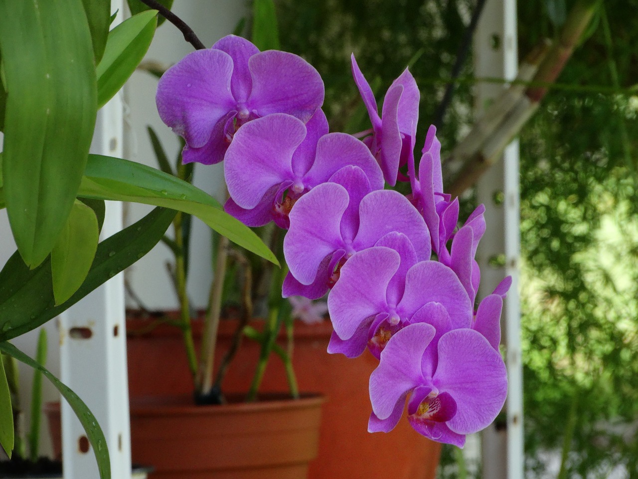 orchid flowers cayenne free photo