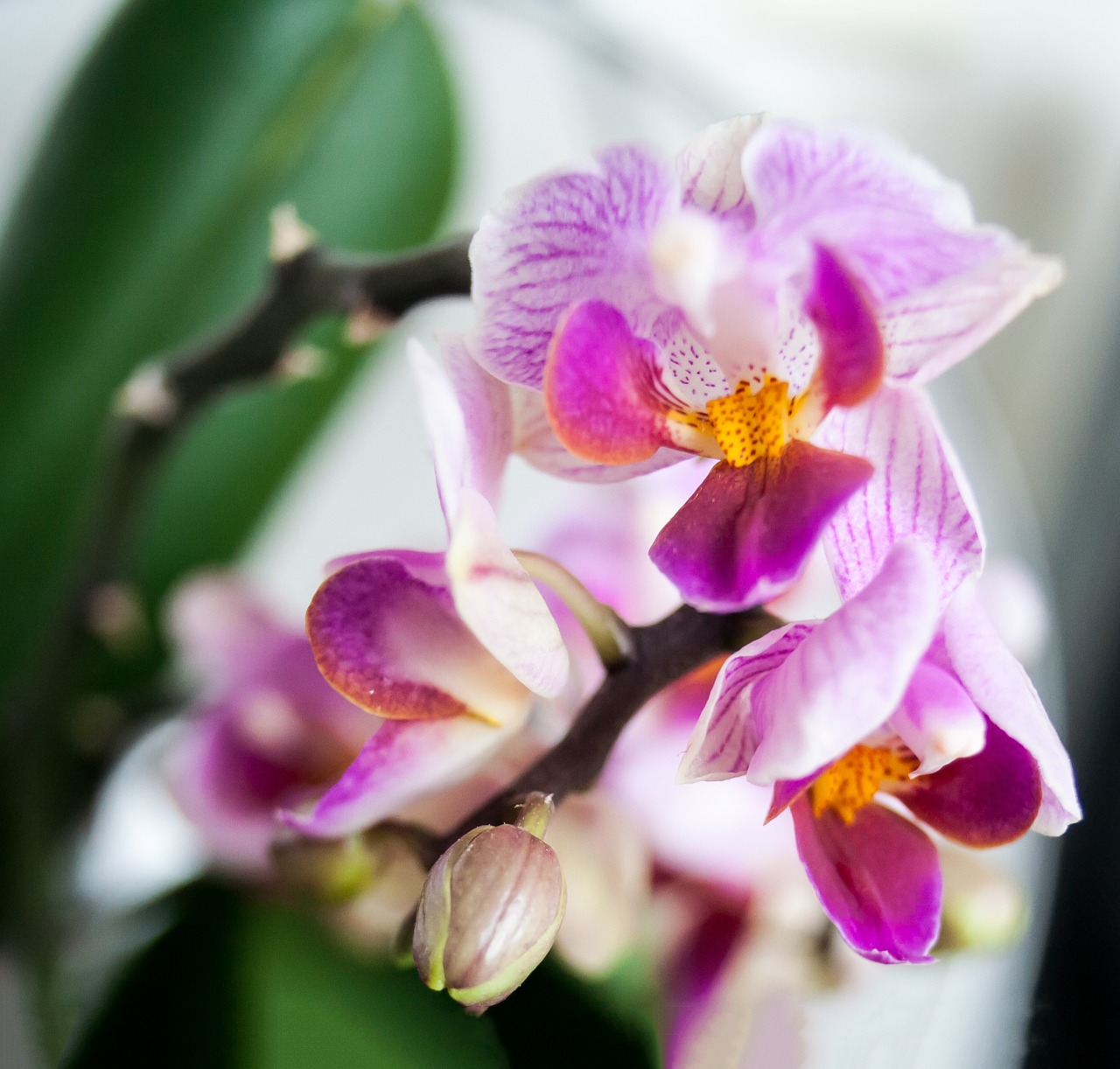 orchid flower plant free photo