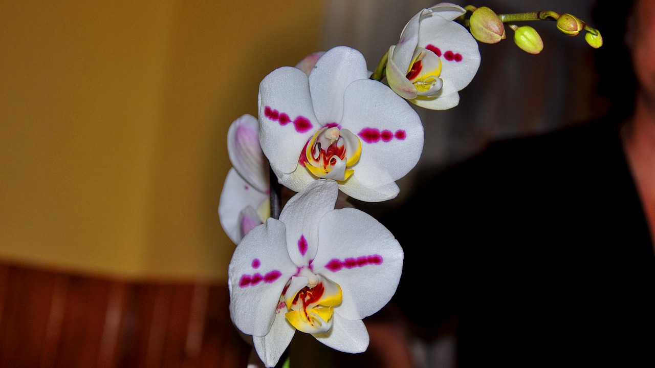 orchid flower white free photo