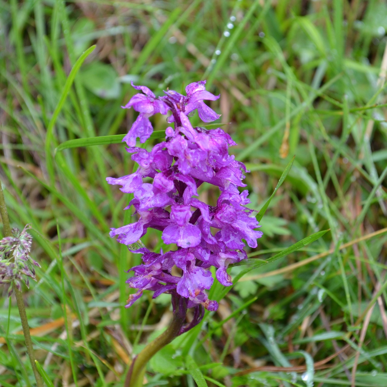 orchid austria alpine free photo