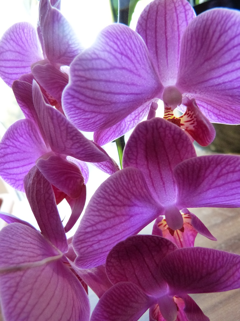 orchid purple lilac free photo