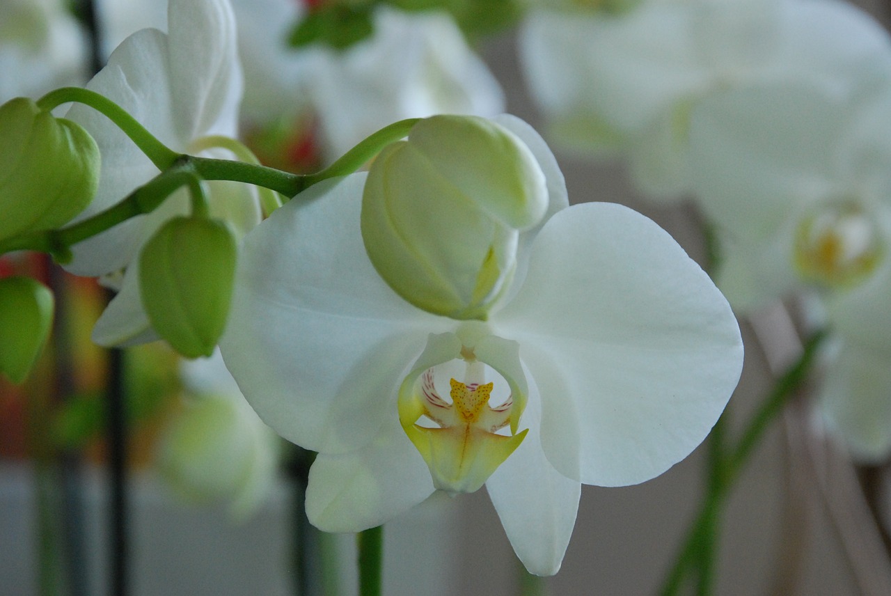 orchid white flower free photo