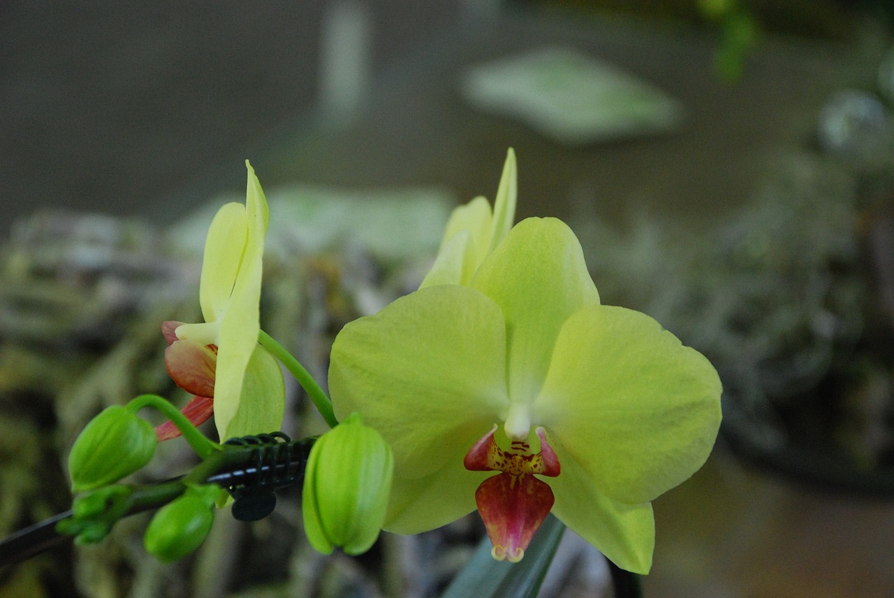 orchid yellow flower free photo