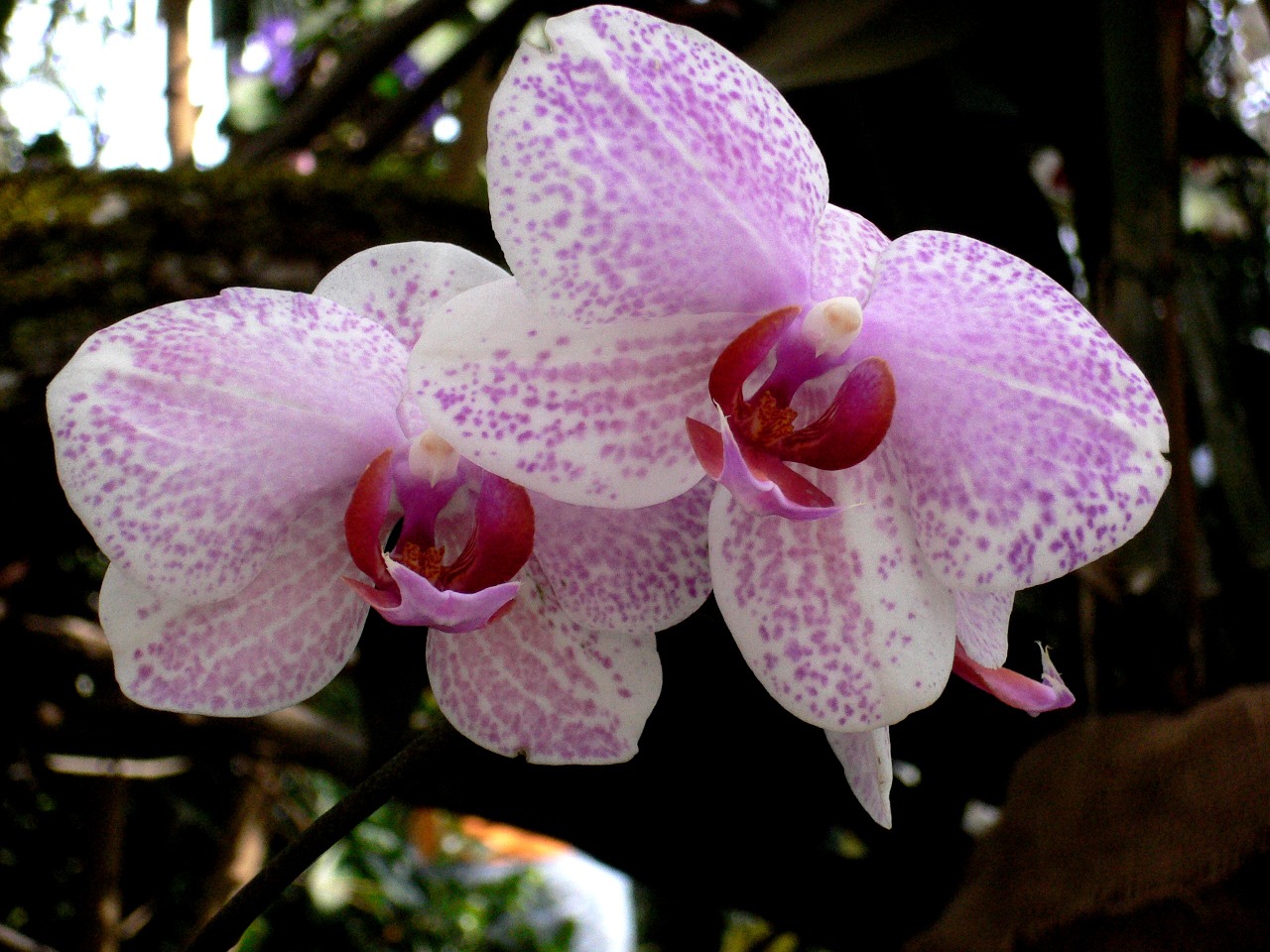 orchid flower flowers free photo