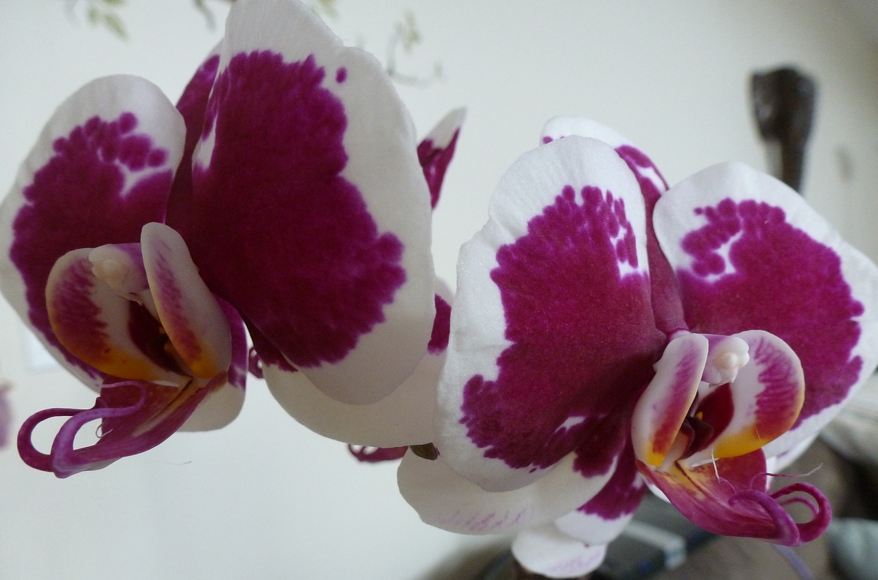 orchid moth orchid phalaenopsis free photo