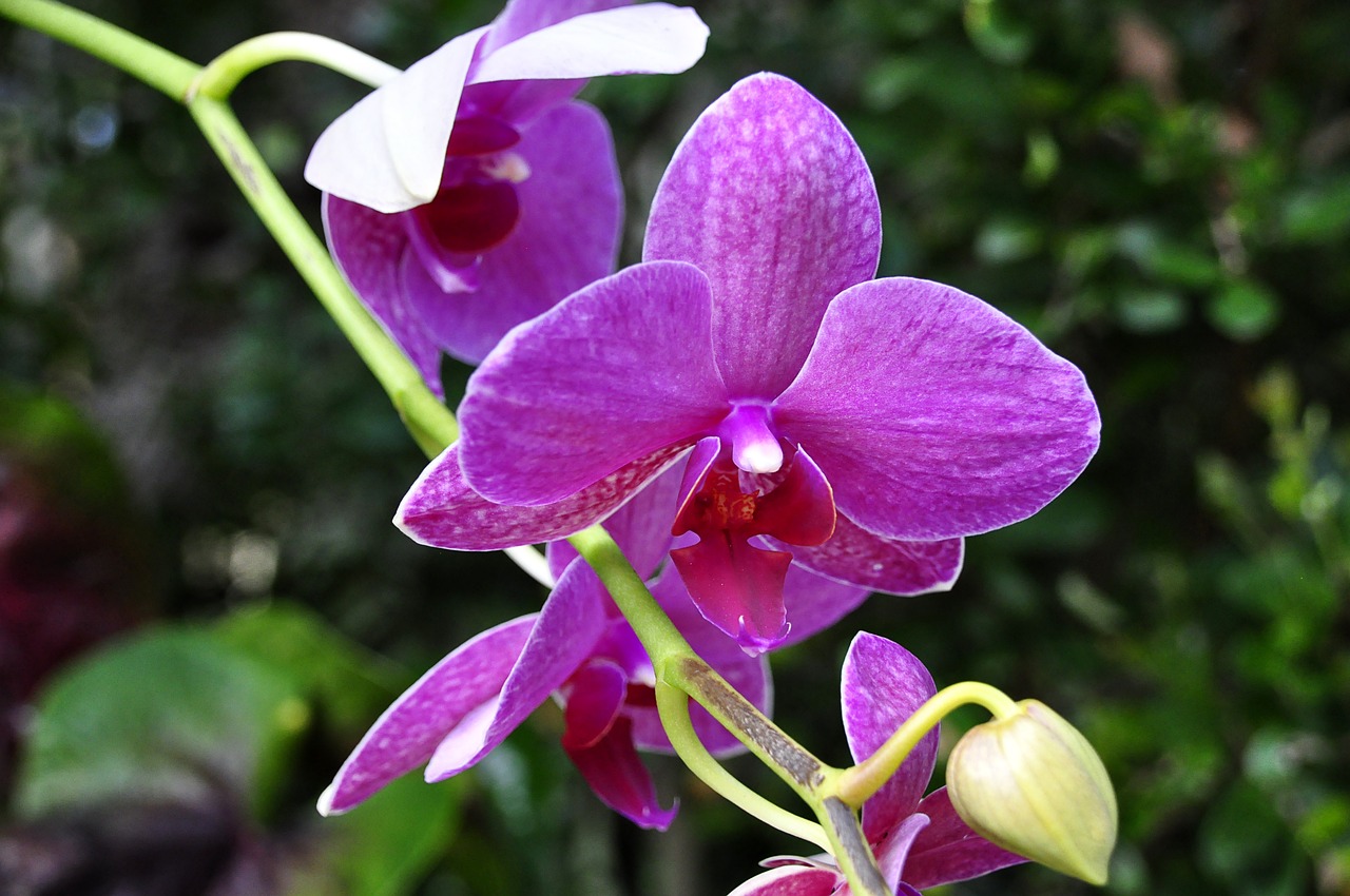 orchid flowers purple free photo