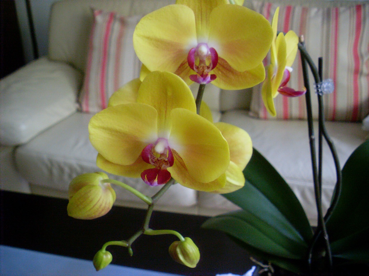 orchid flower blossom free photo