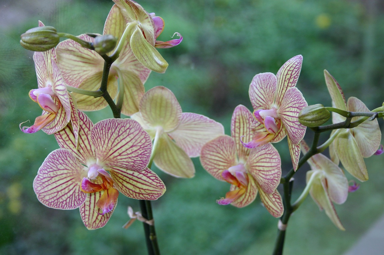 orchid flower pink free photo