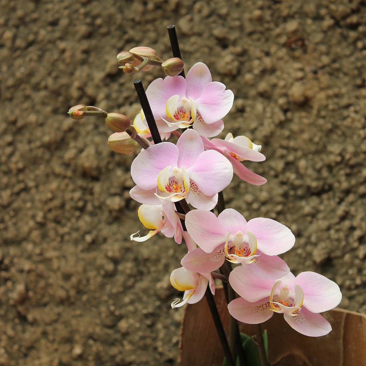 orchid flower beautiful free photo