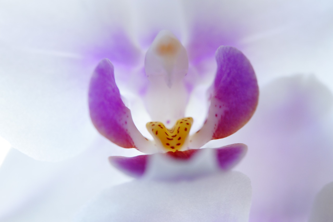 orchid inner blossom free photo