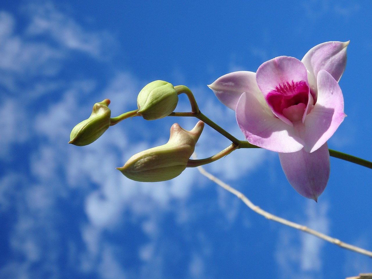 orchid purple sky free photo