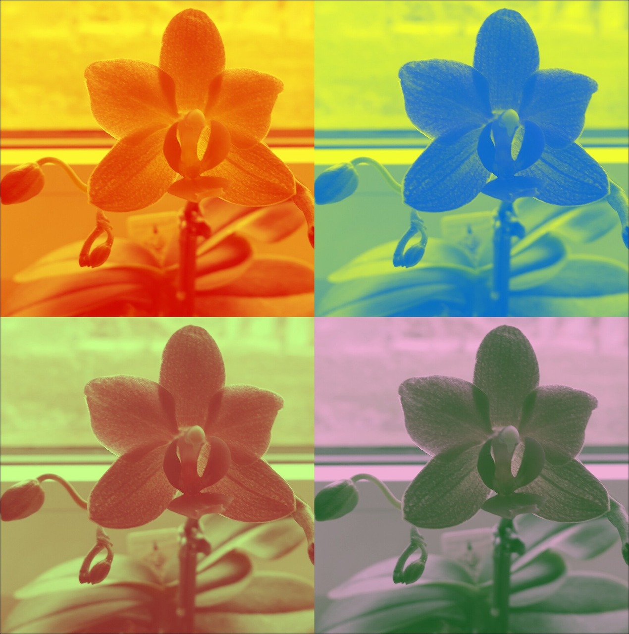 orchid colorful flower free photo