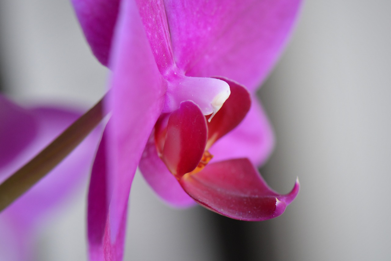 orchid flower nature free photo