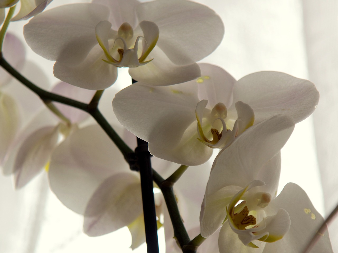 orchid close white free photo
