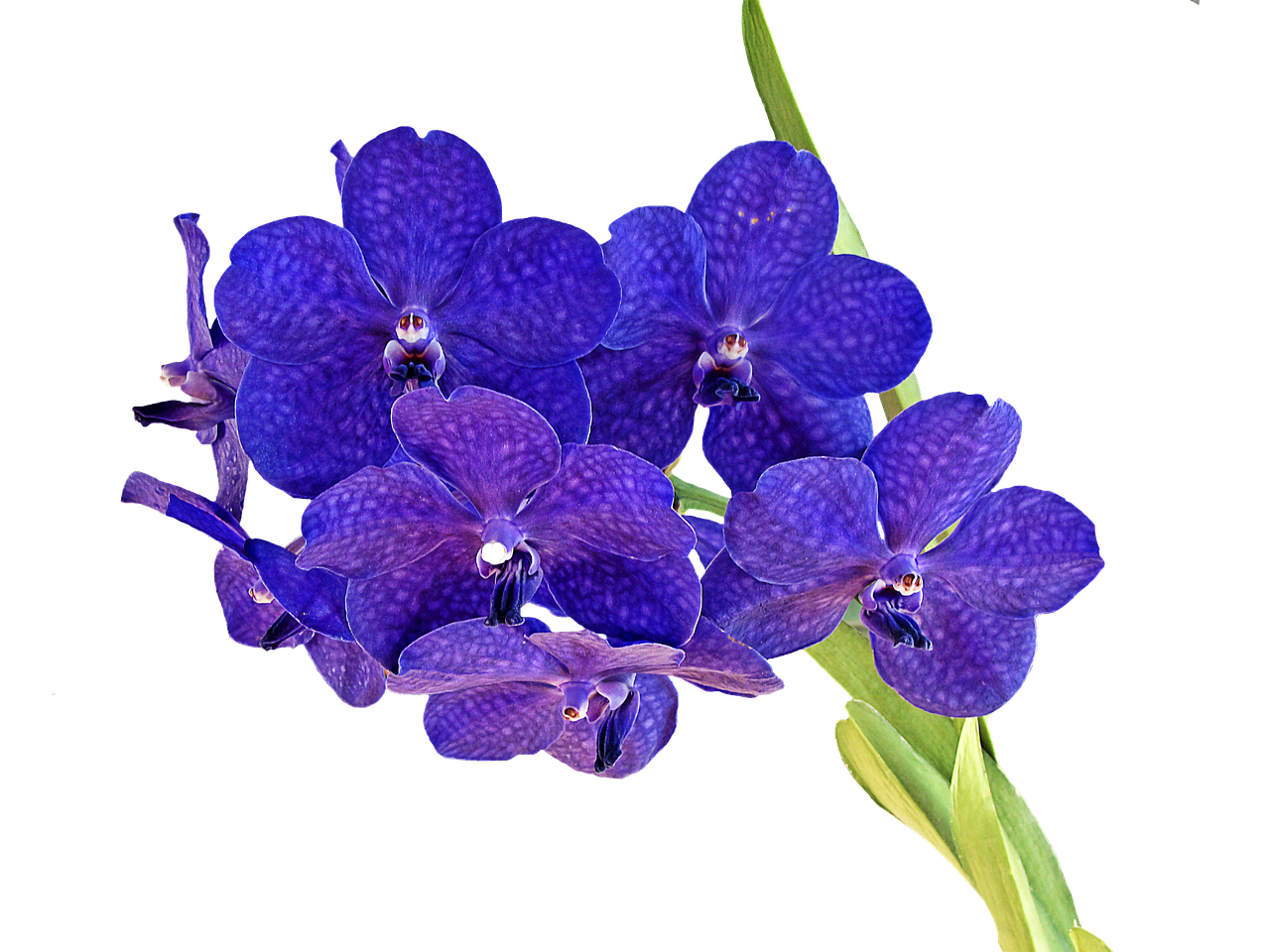 orchid bouquet flower free photo