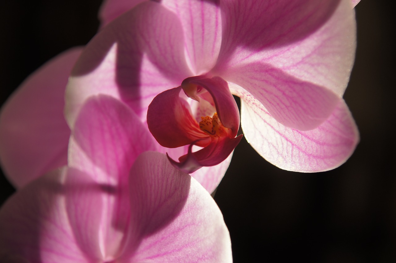 orchid flower purple free photo