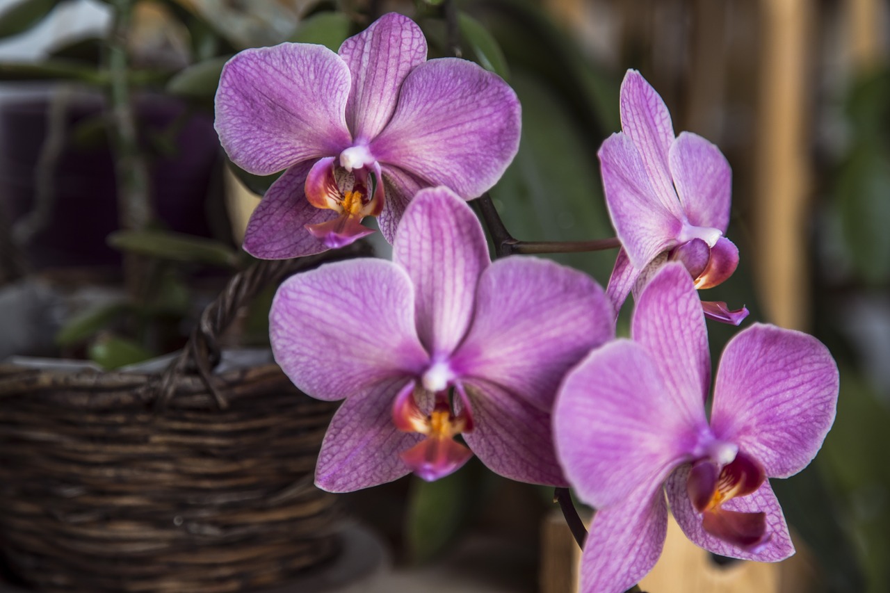 orchid flower pot free photo