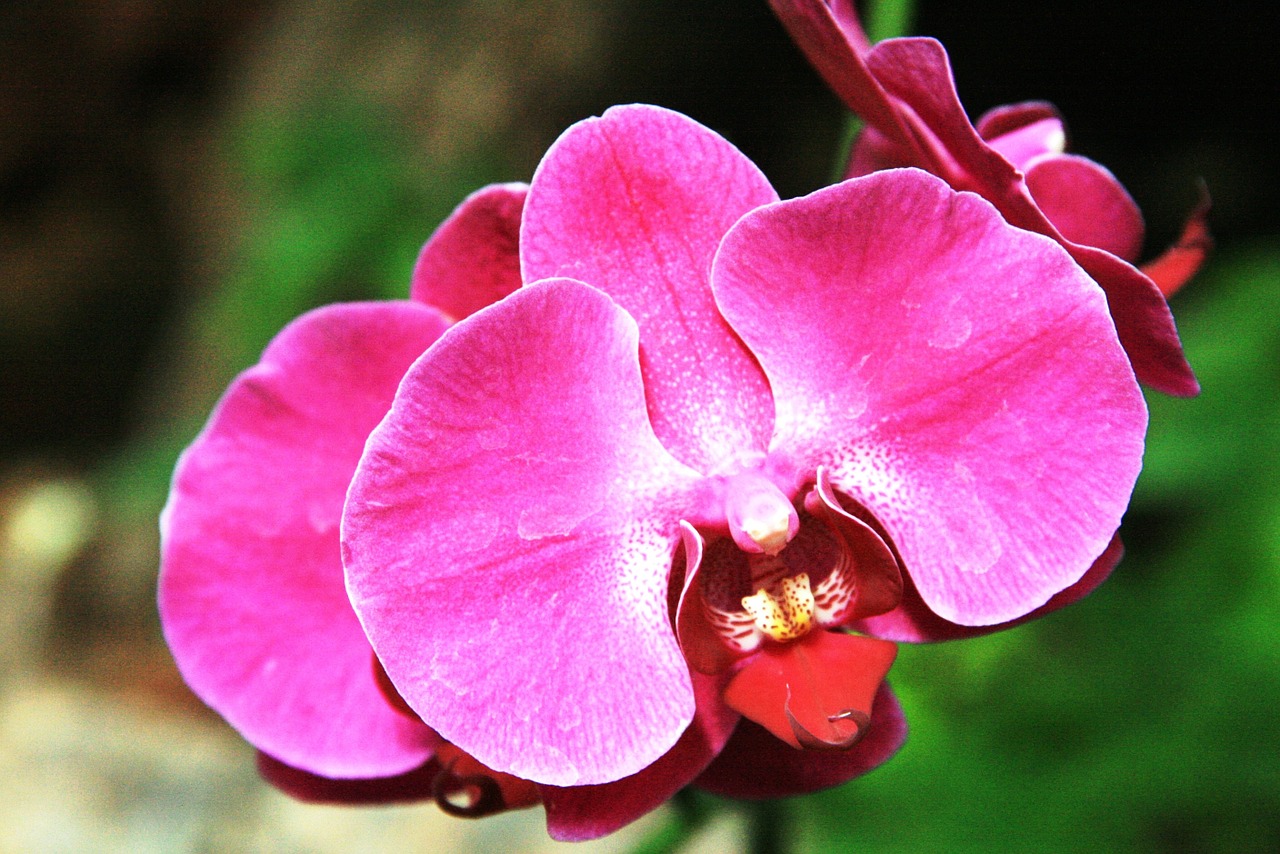 orchid flower nature free photo