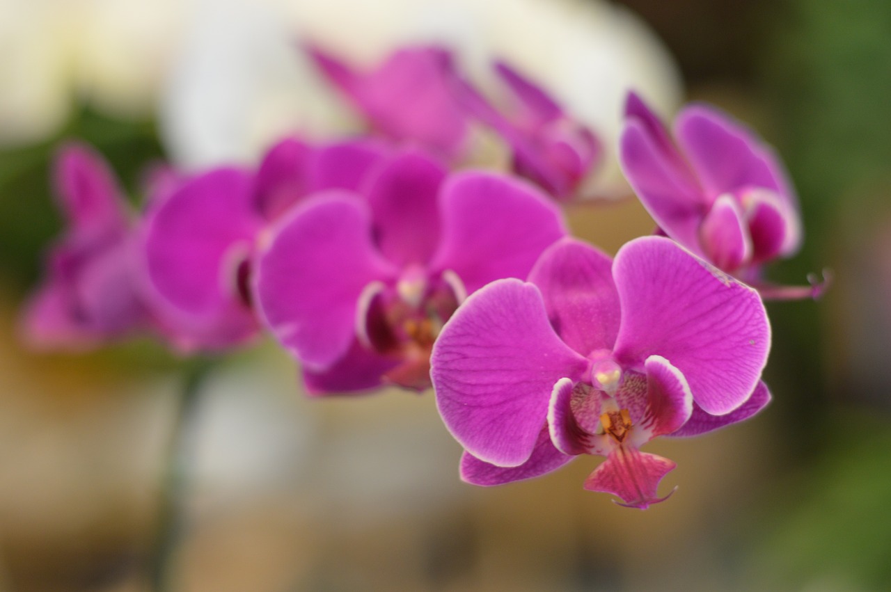 orchid flower nature free photo