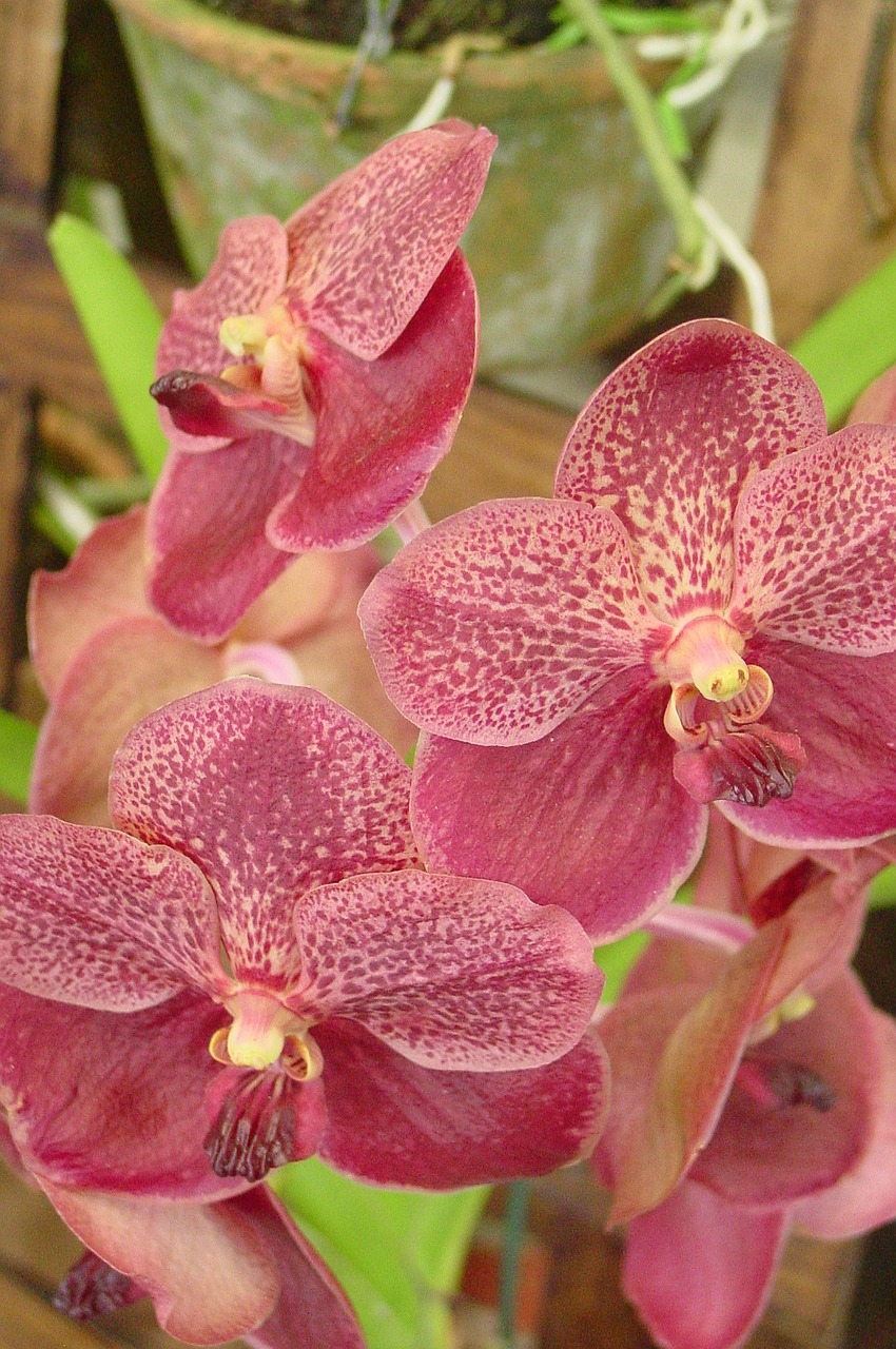 orchid flowers exotic plant free photo