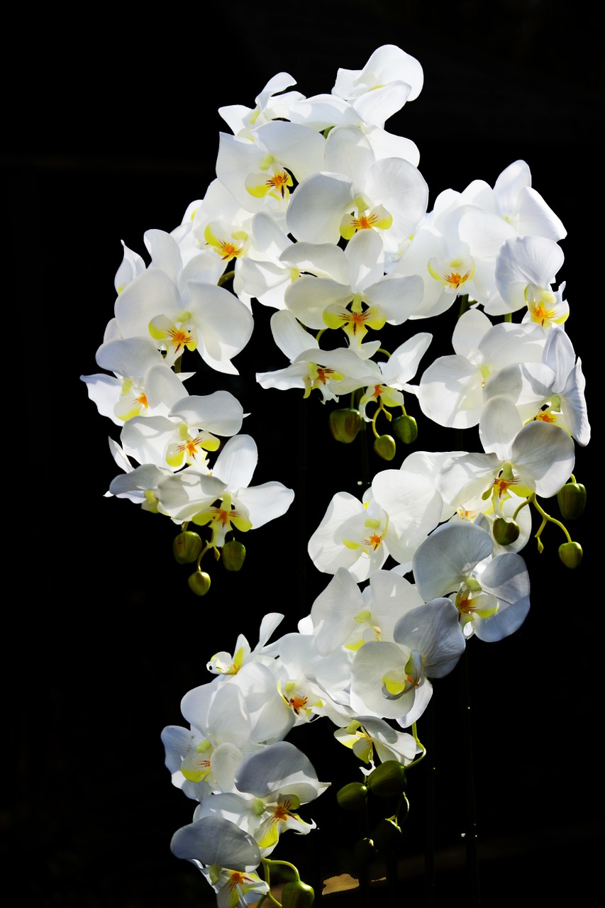 orchid flower orchids free photo