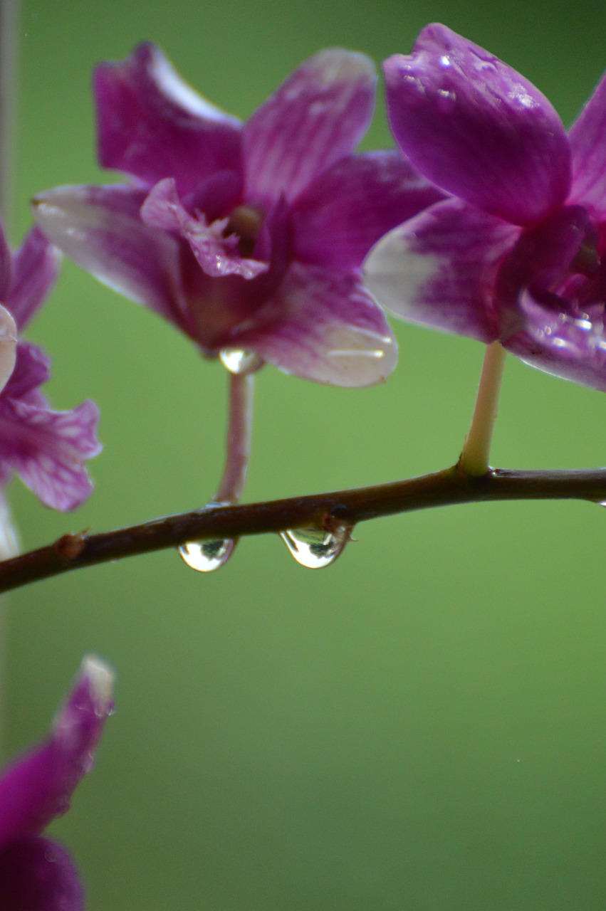 orchid rain purple free photo