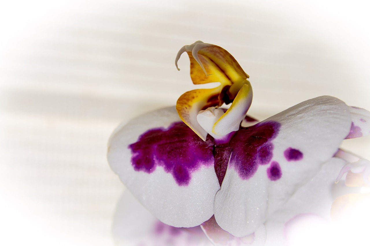 orchid flower heart free photo