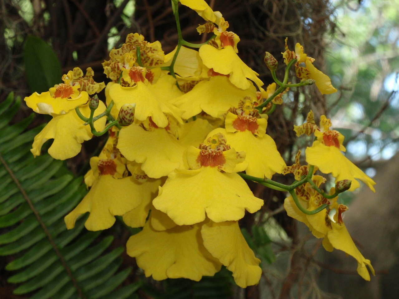 orchid flowers yellow free photo