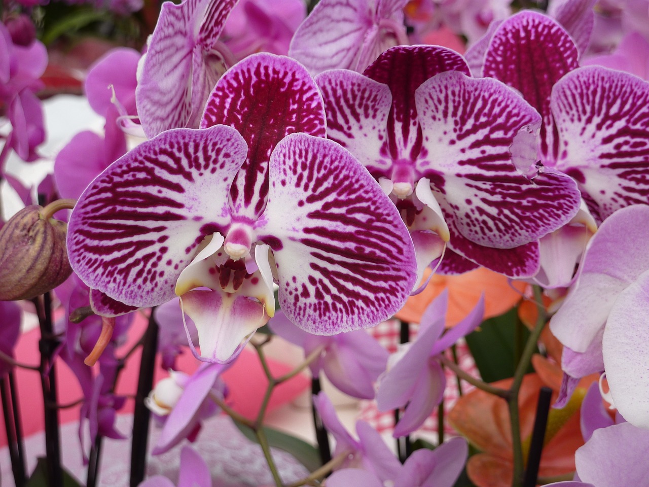 orchid purple white free photo