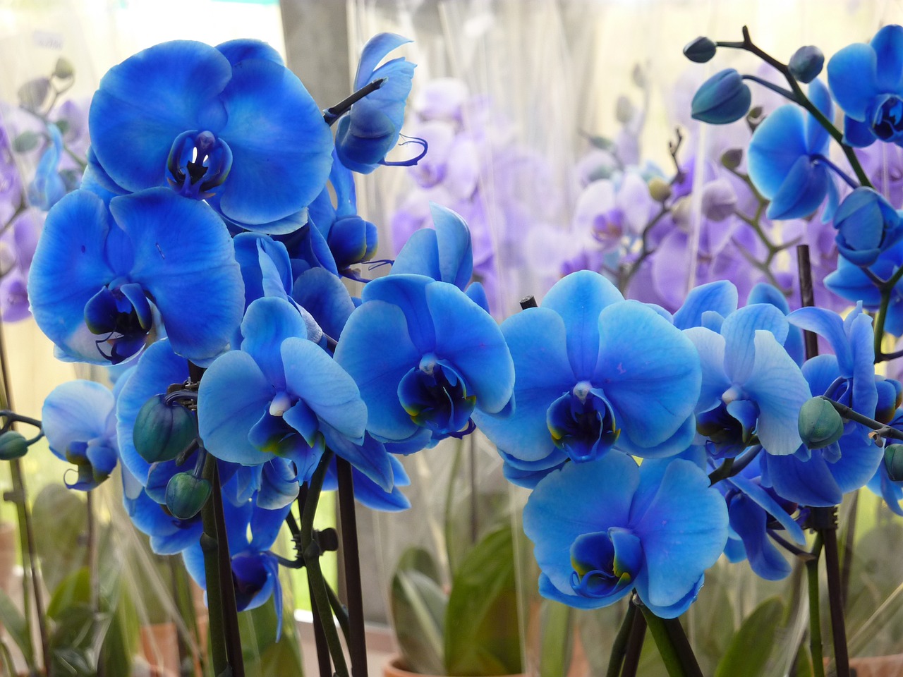 orchid blue flower free photo