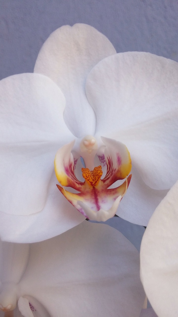 orchid closeup white free photo