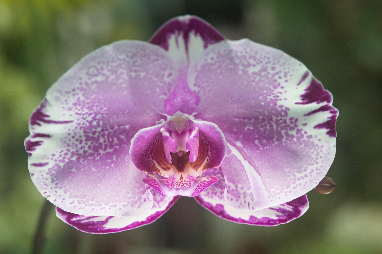 orchid flower purple free photo