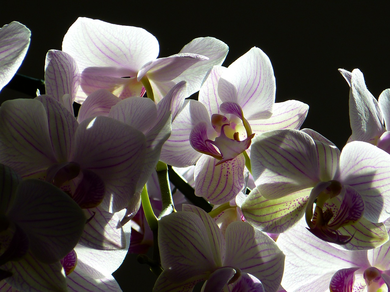 orchid butterfly orchid phalaenopsis free photo