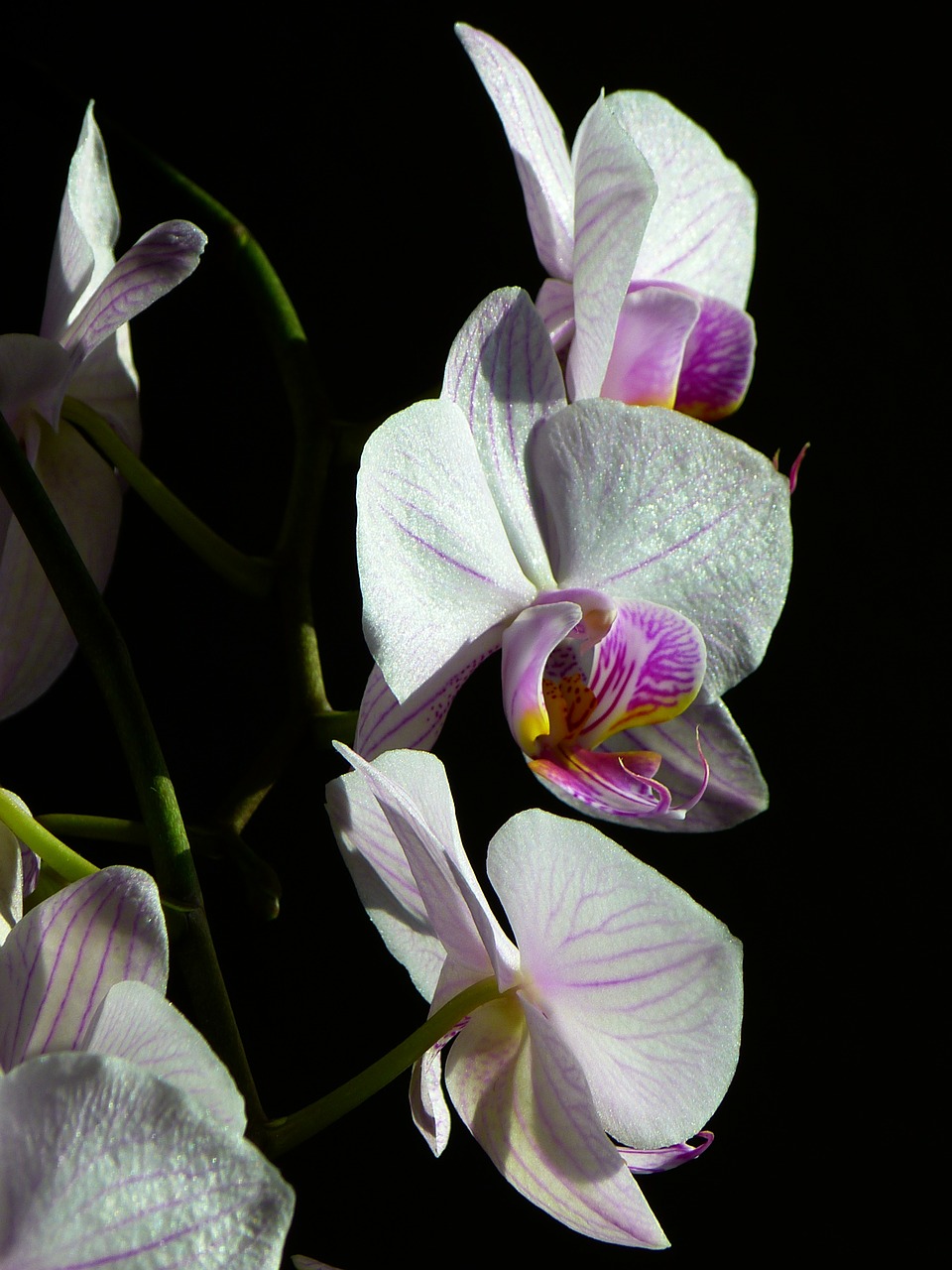 orchid butterfly orchid phalaenopsis free photo