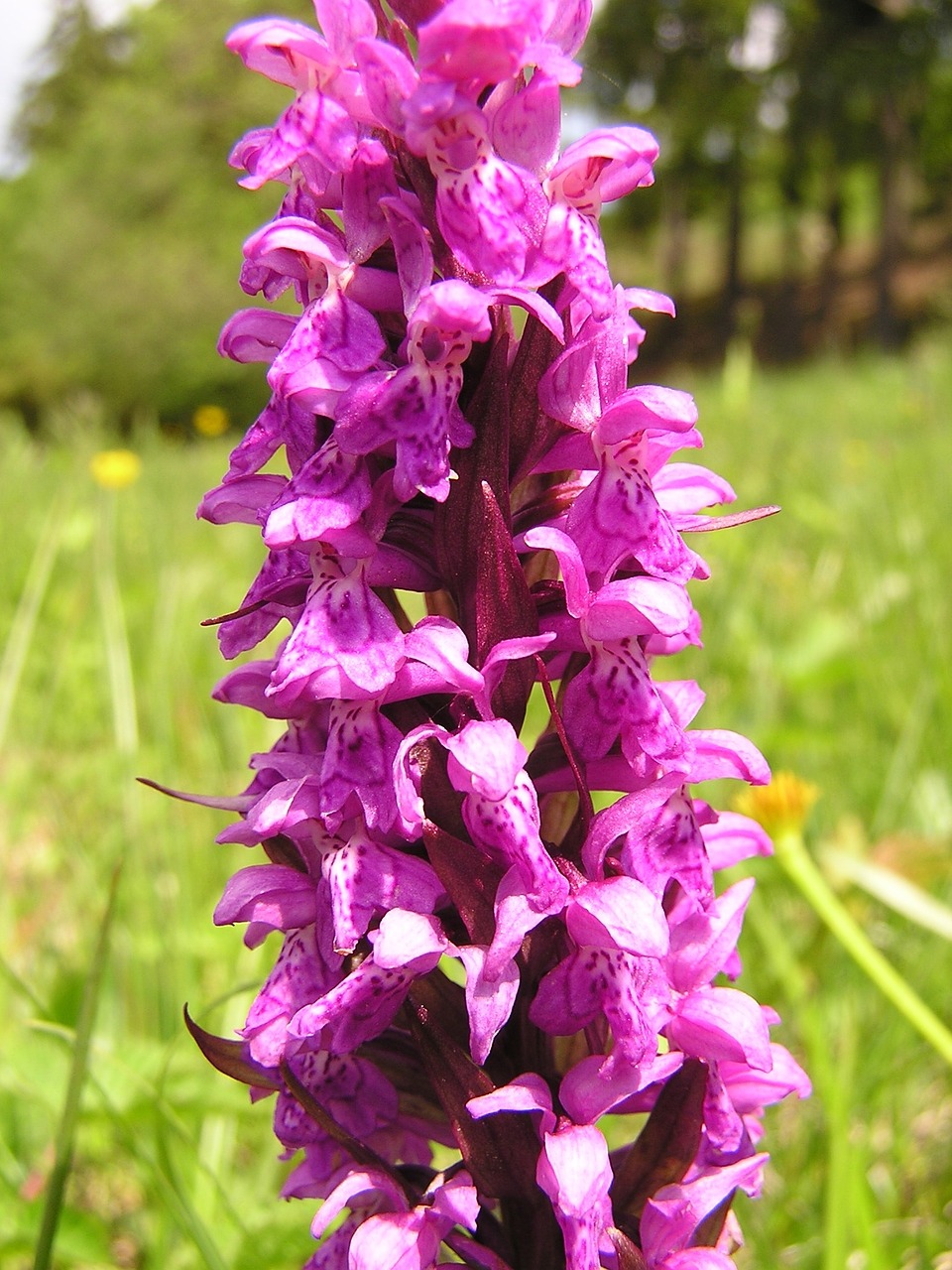 orchid flowers plant free photo