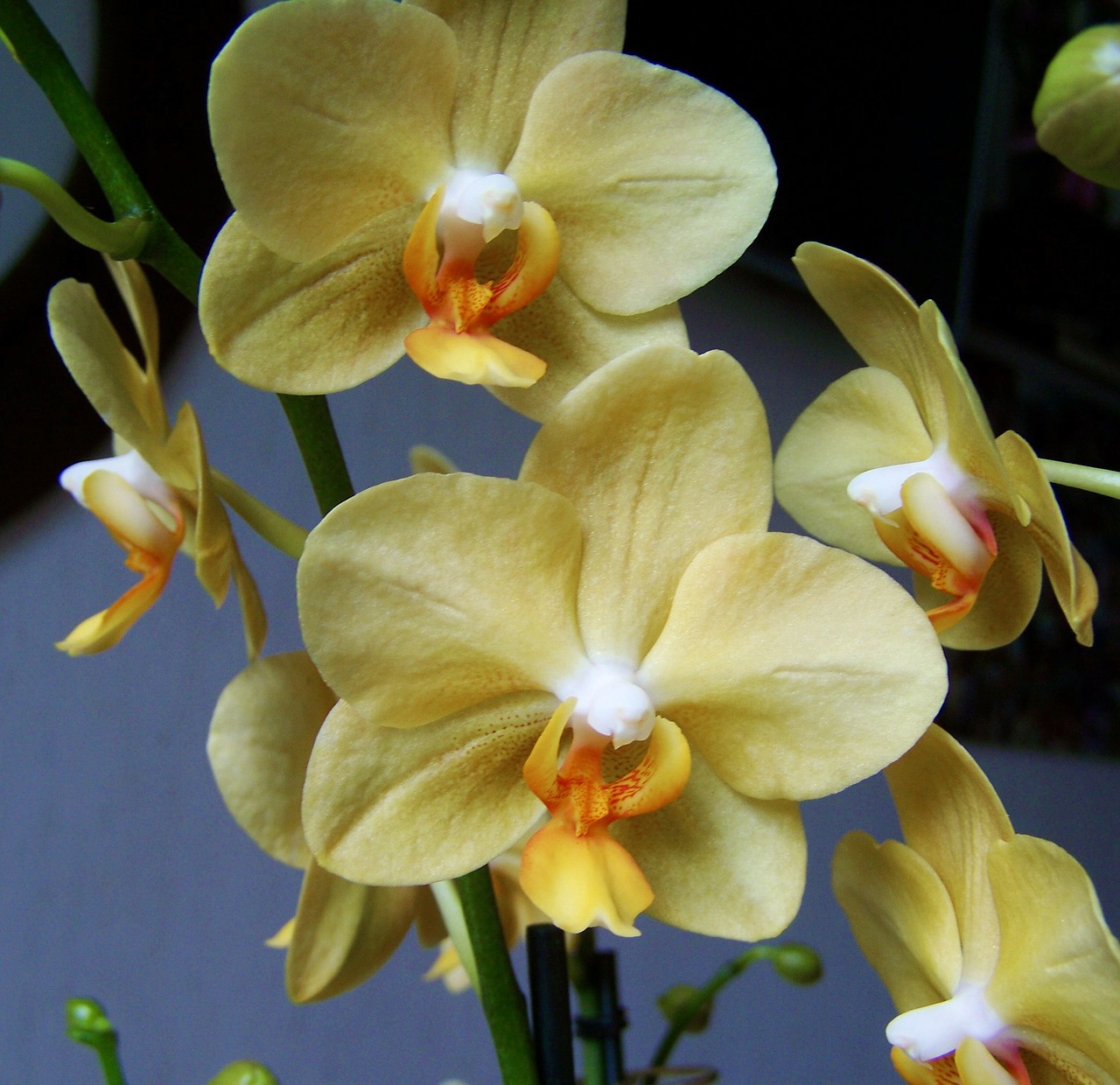 orchid pale yellow flower room plant free photo