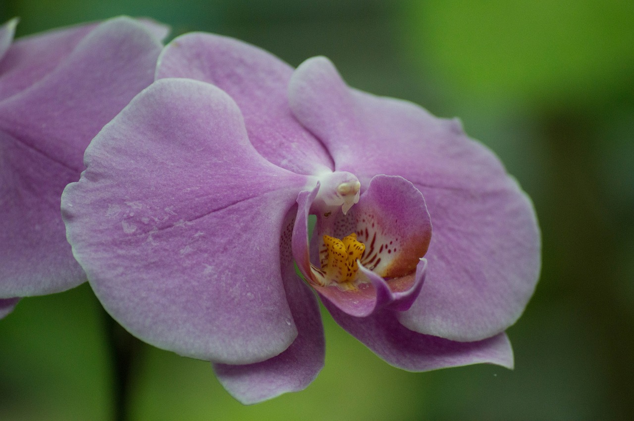 orchid purple macro free photo