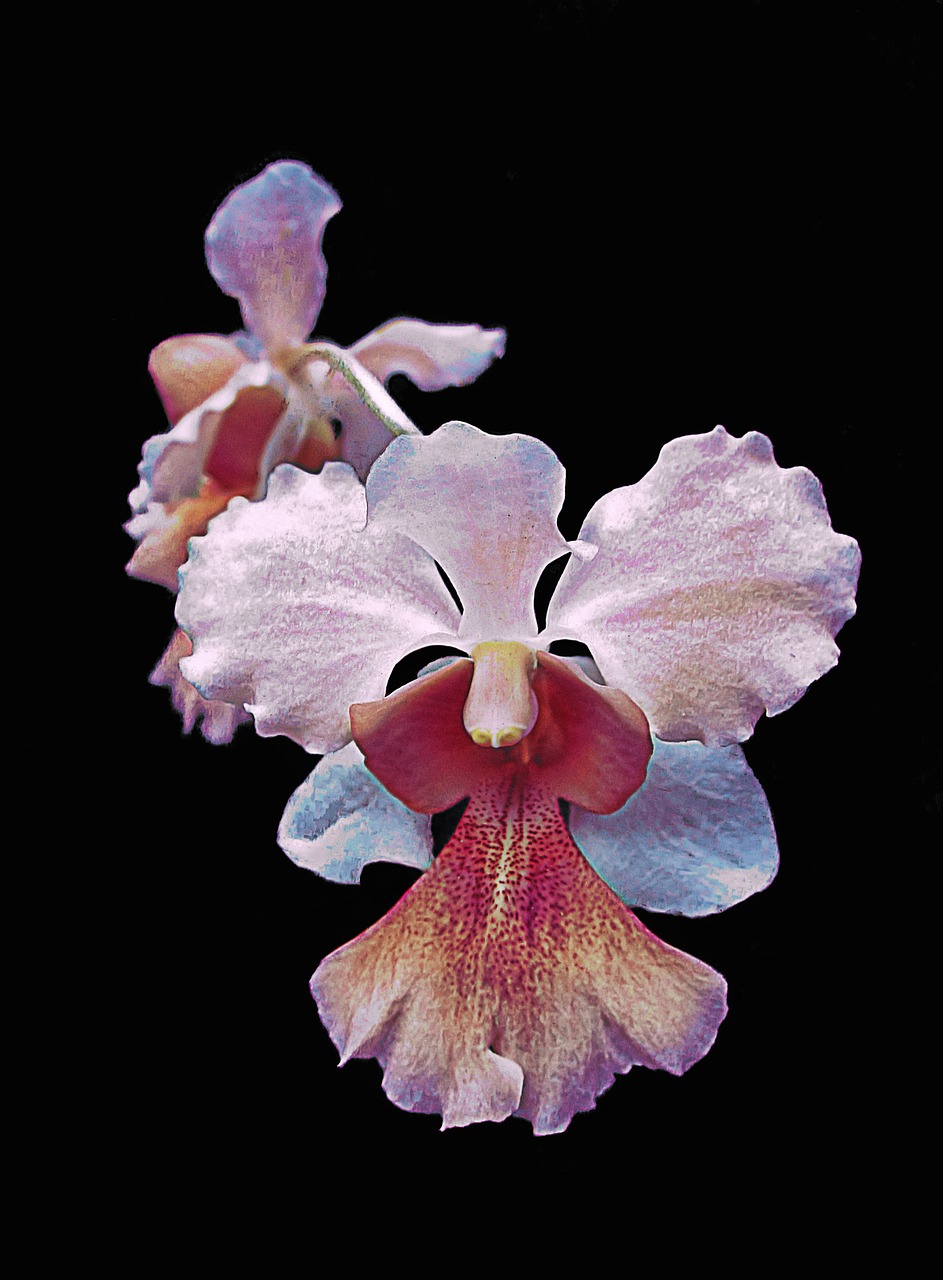 orchid isolated flower free photo