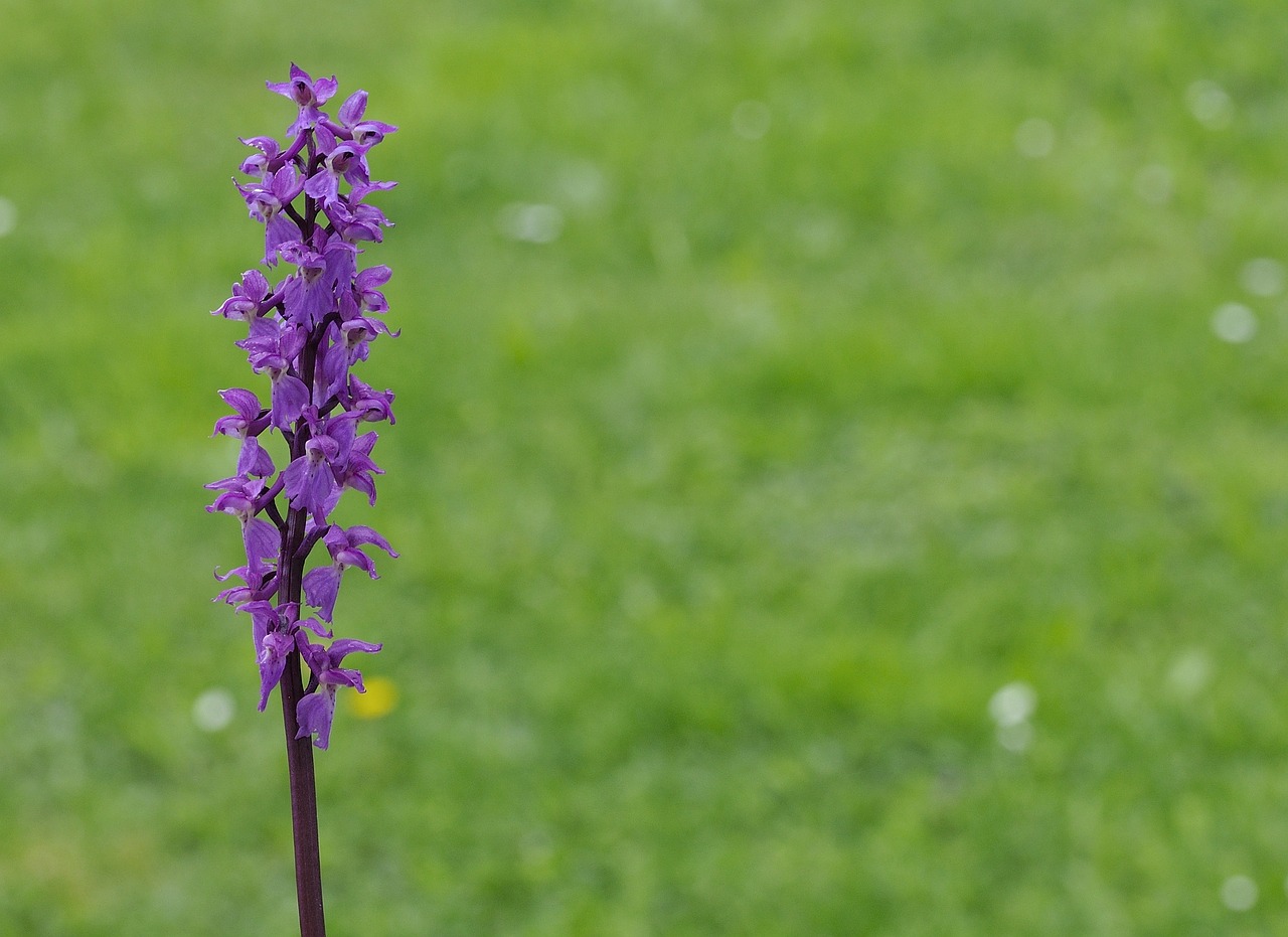 orchid plant pointed flower free photo