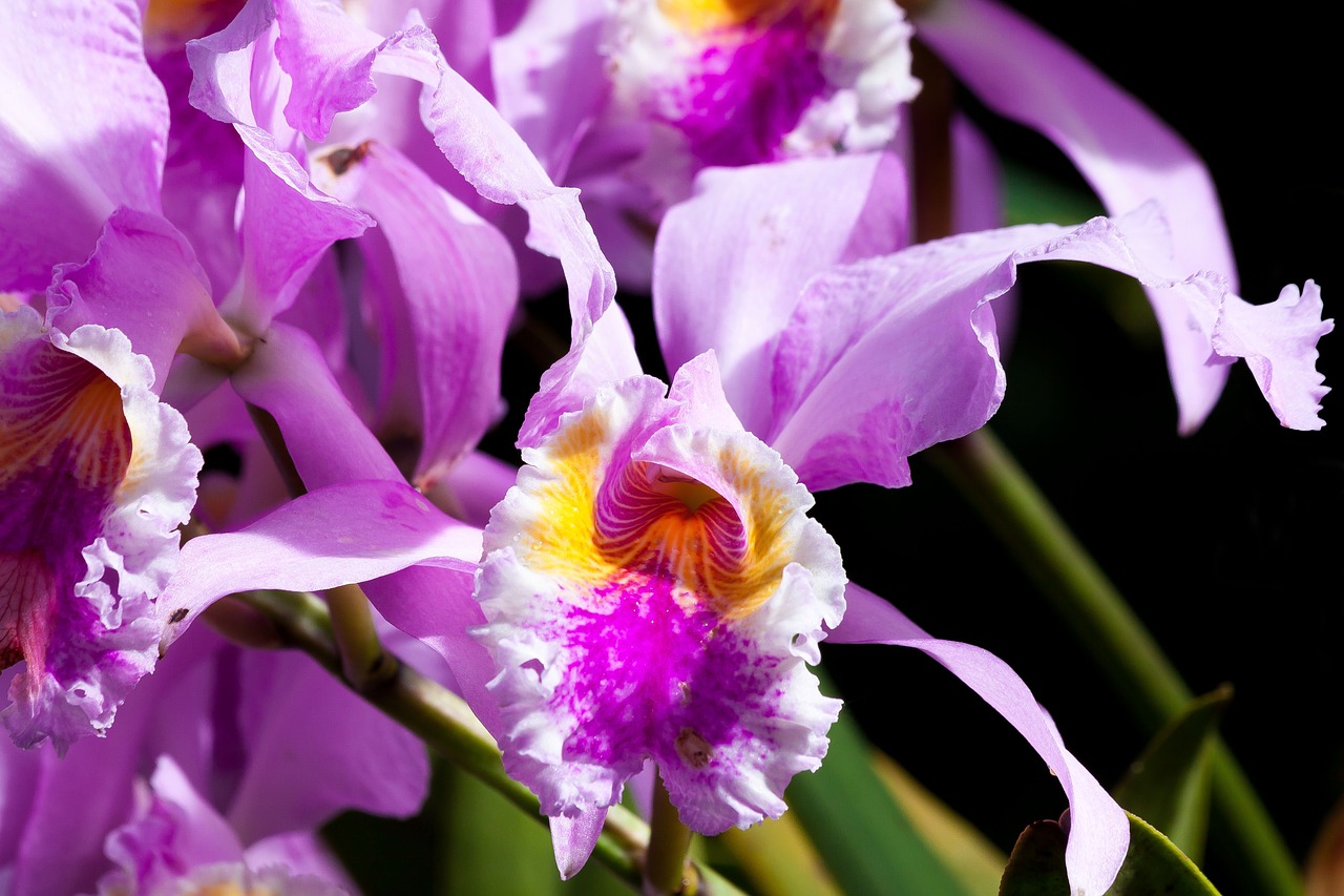 orchid pink violet free photo
