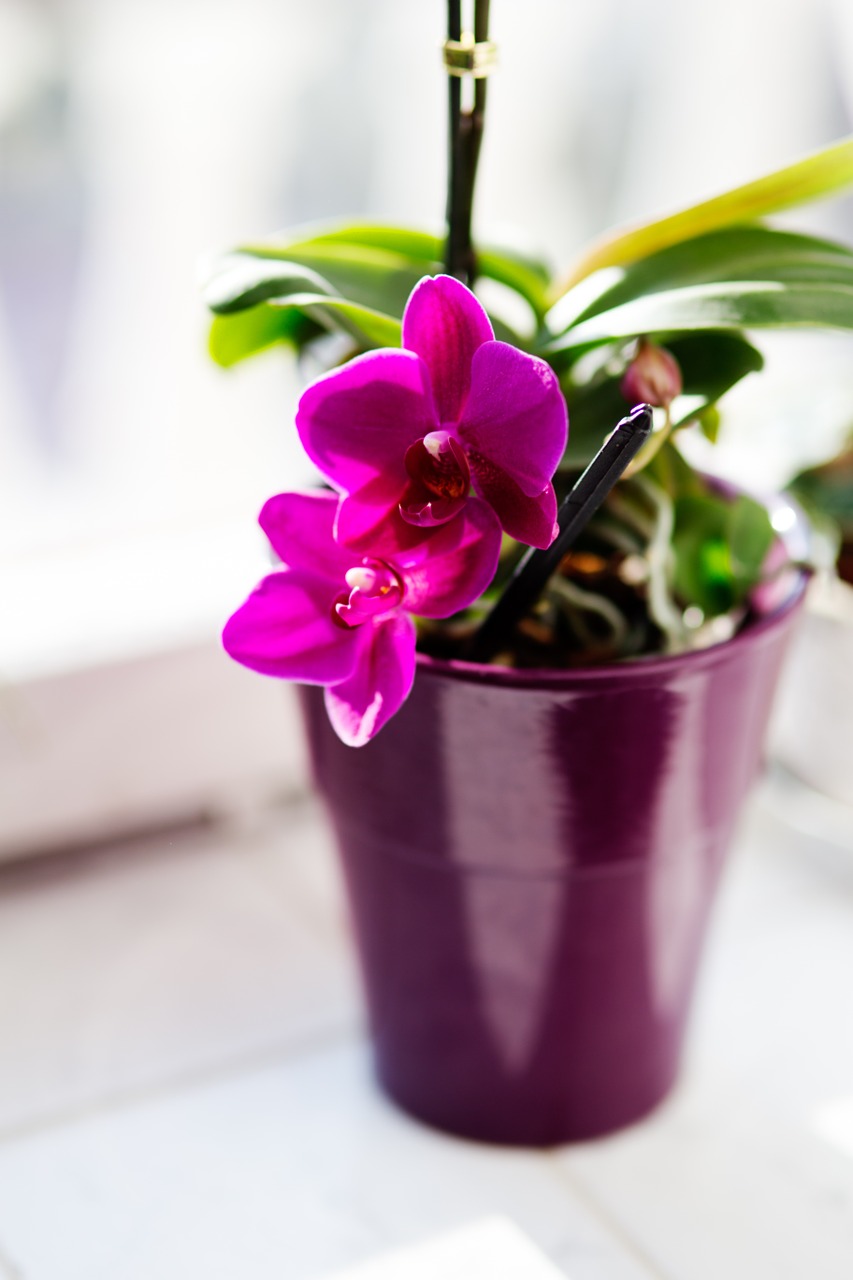 orchid flower houseplants free photo