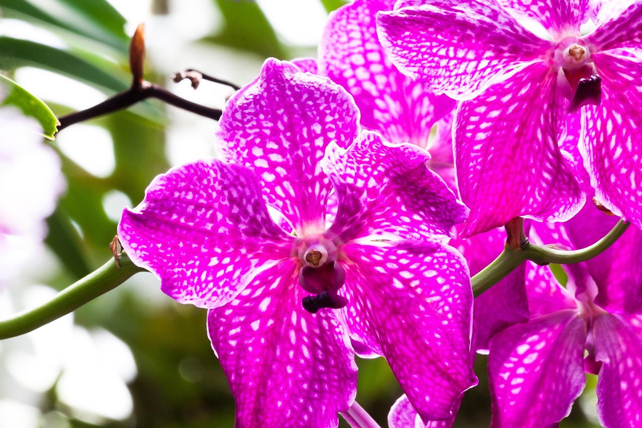 orchid pink white free photo