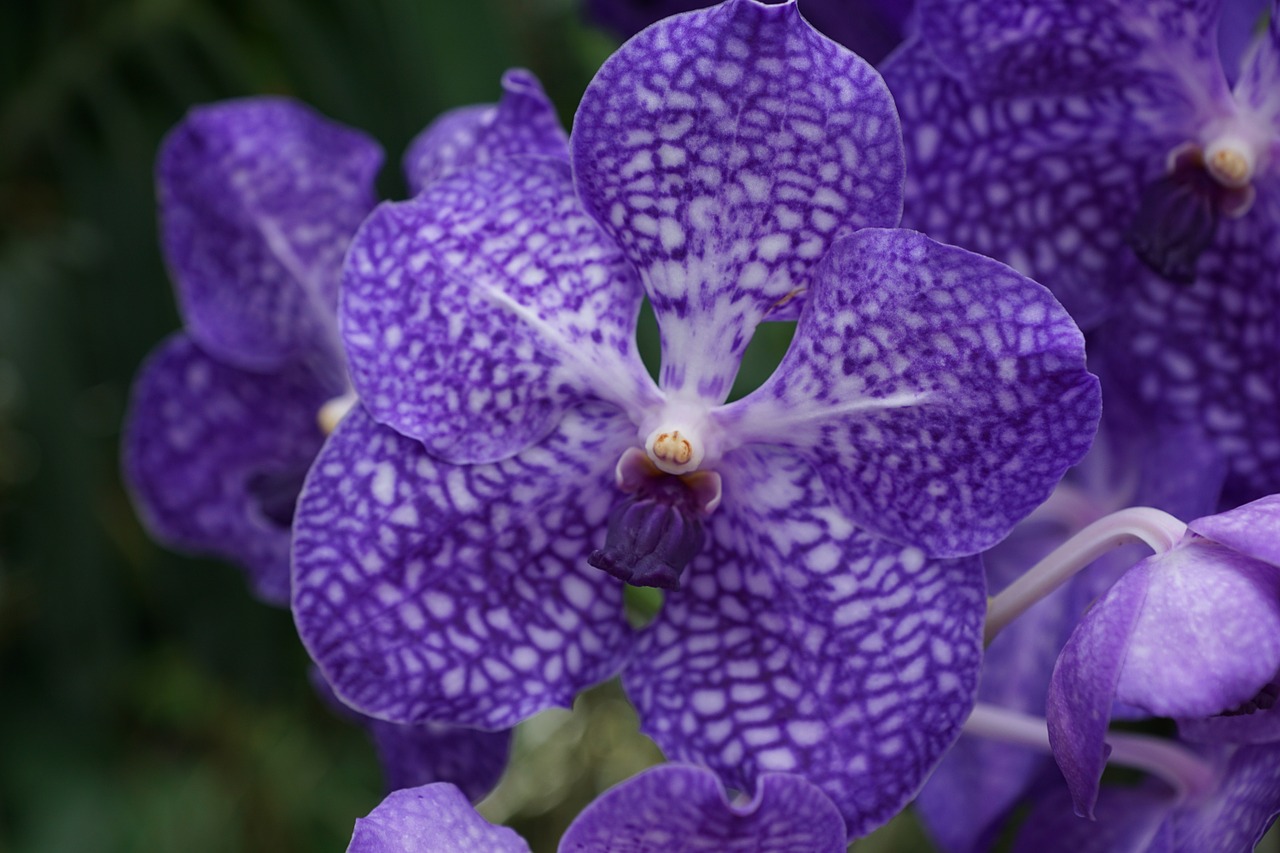 orchid flower nature free photo