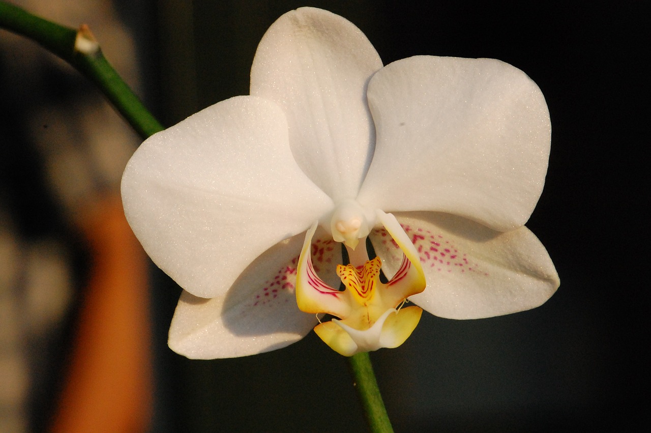 orchid flower plant free photo