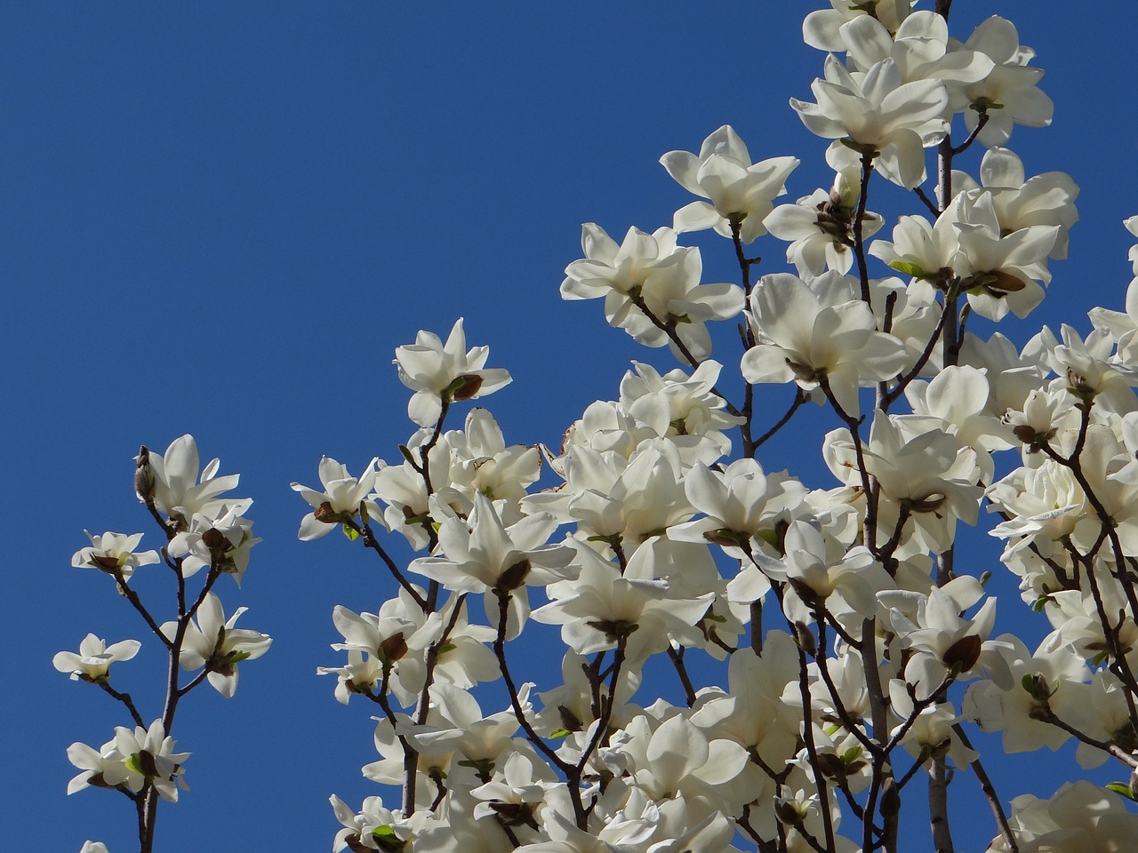 orchid blue sky pleasance free photo