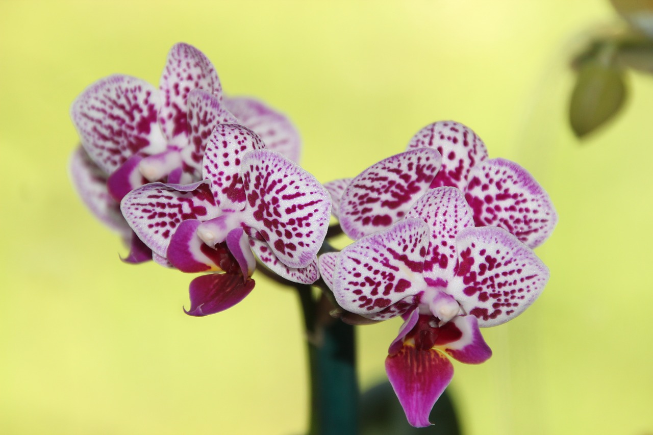 orchid flower nature free photo