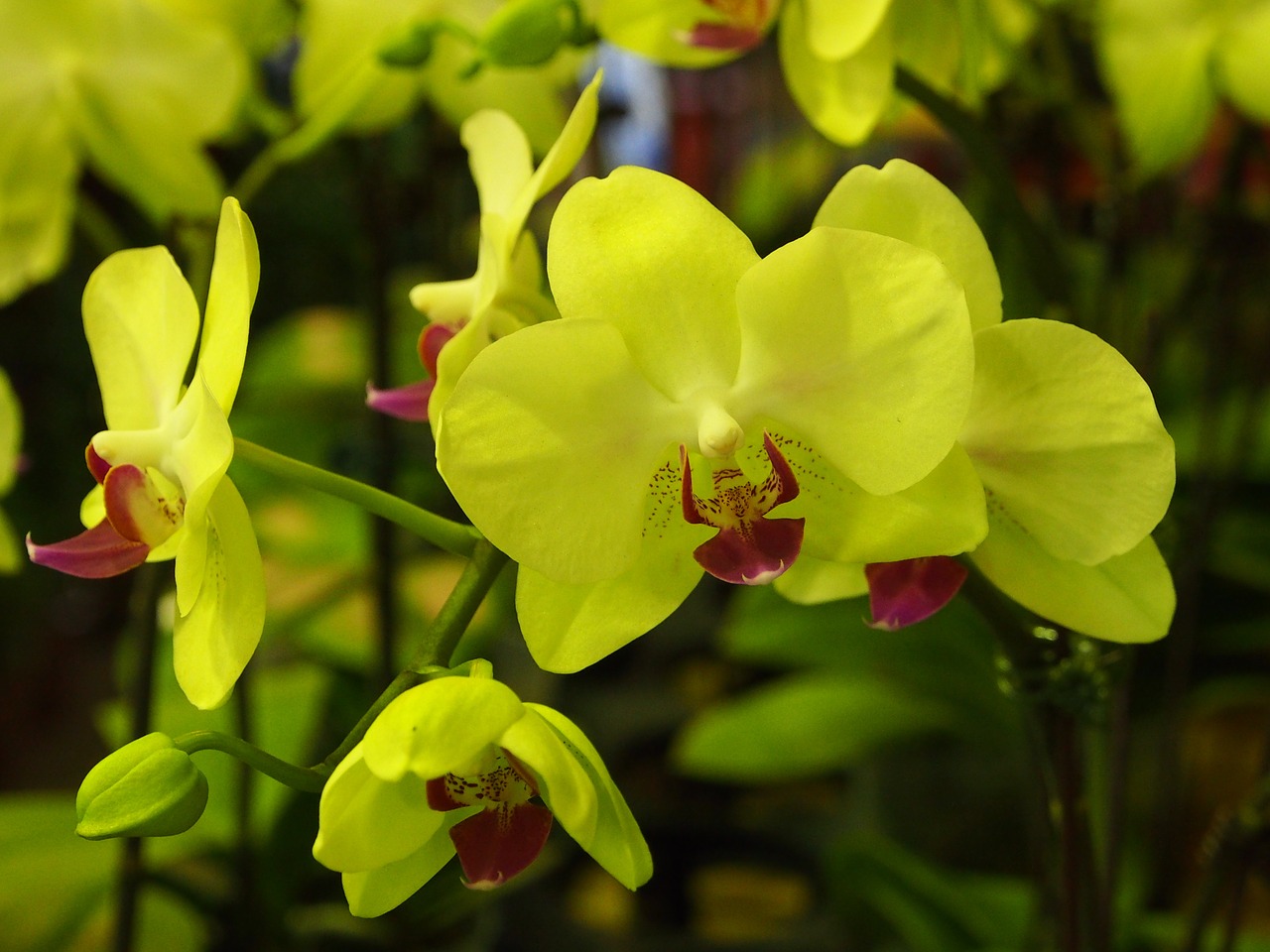 orchid butterfly the falkland islands green flowers free photo