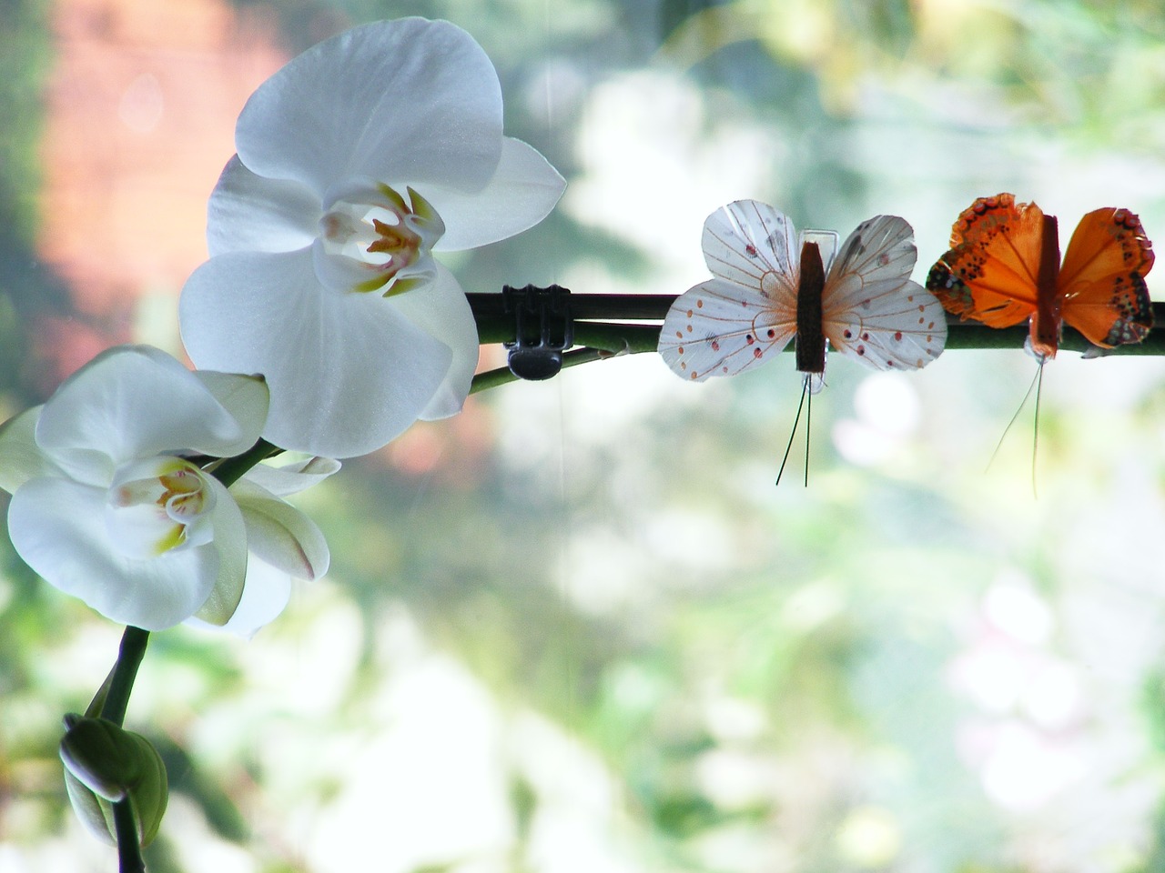 orchid flowers butterfly free photo