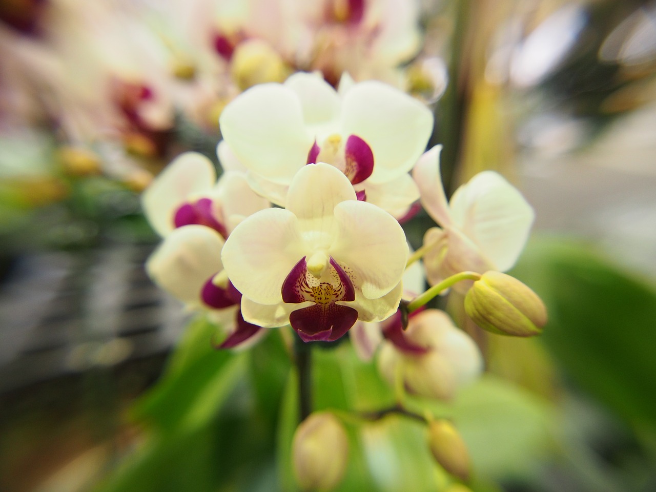 orchid butterfly the falkland islands white flower free photo