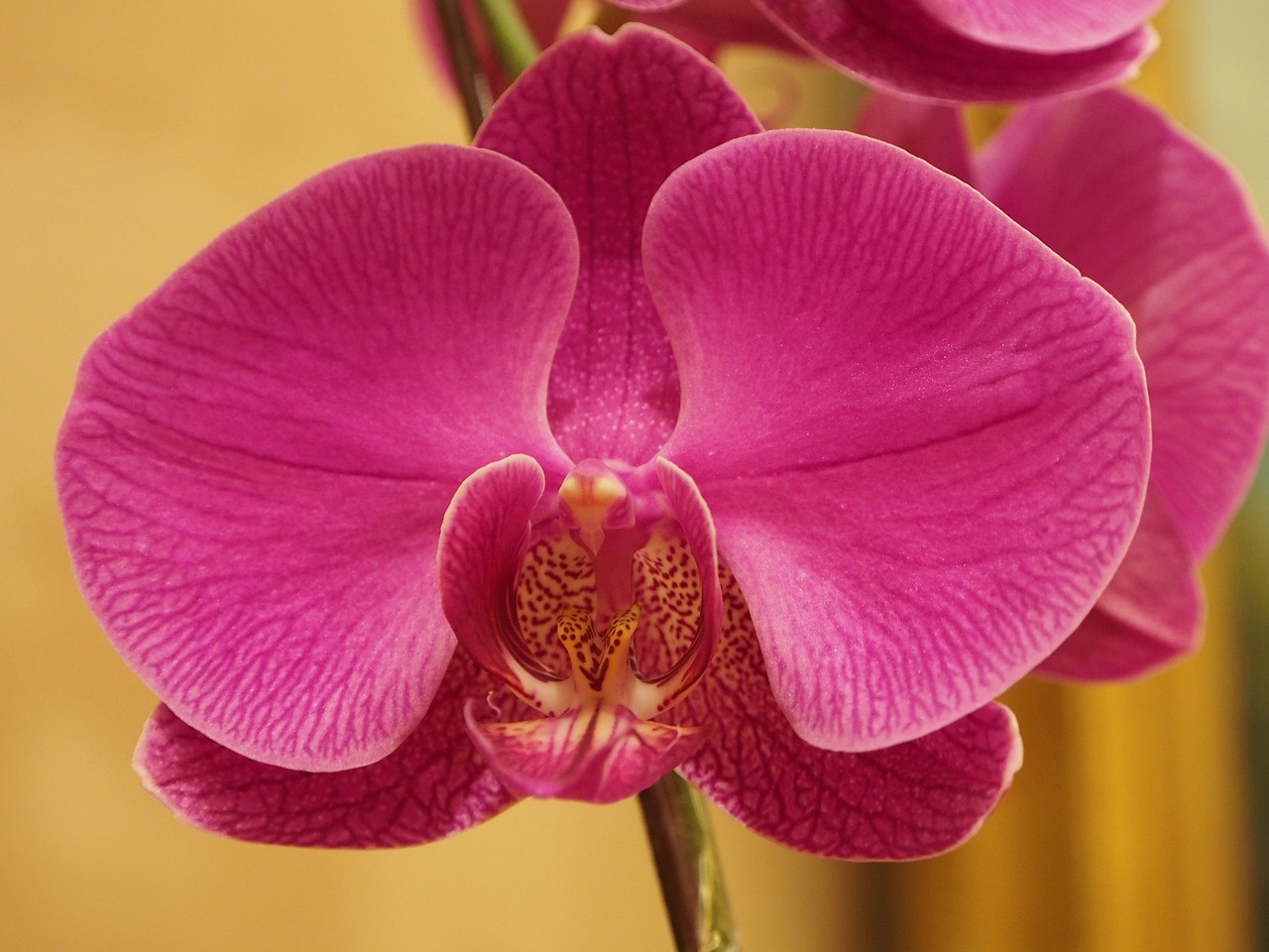 orchid big flower butterfly the falkland islands free photo